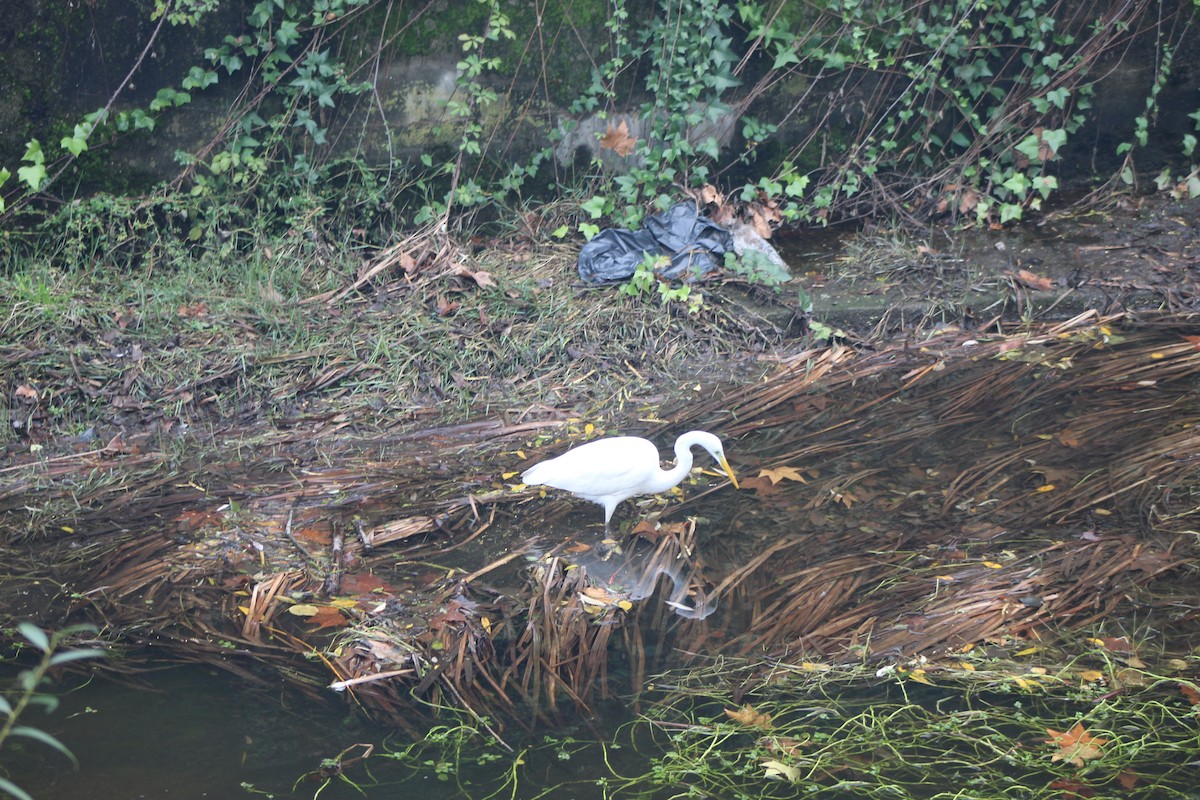 Silberreiher - ML646521330