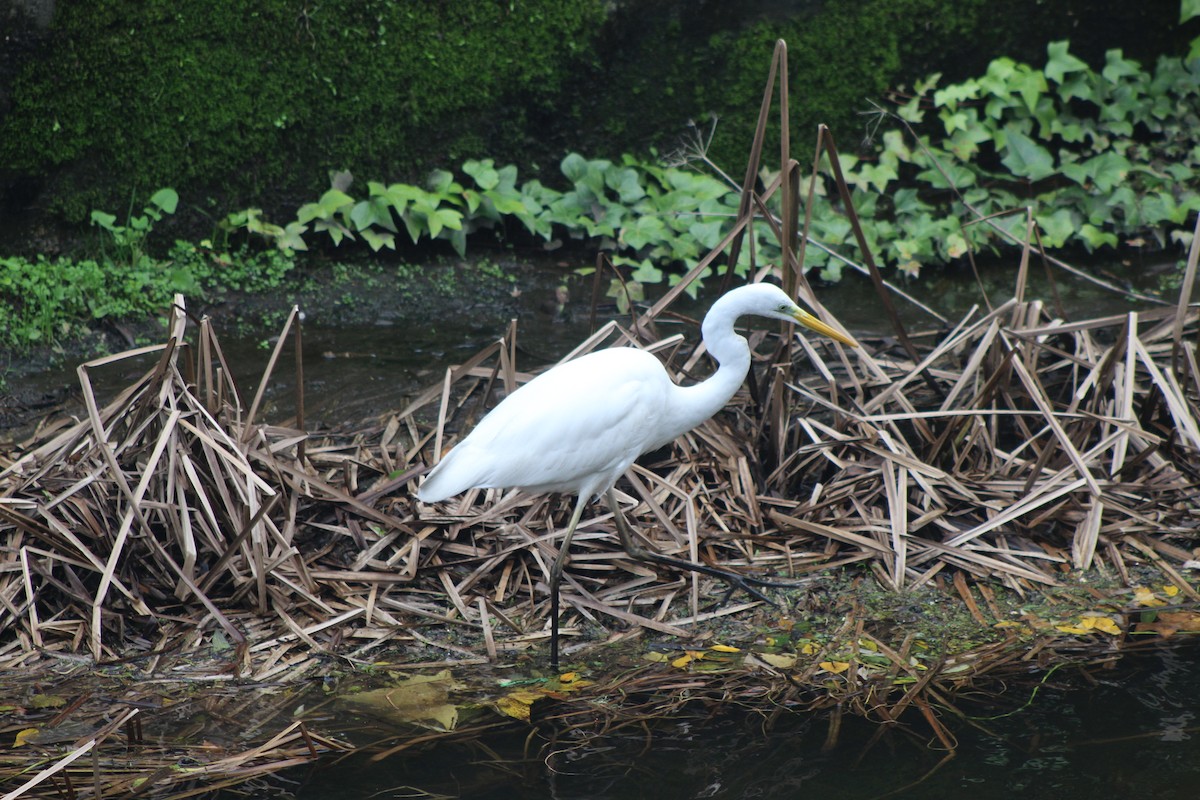 Silberreiher - ML646521331