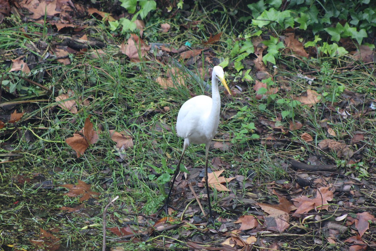 Silberreiher - ML646521332