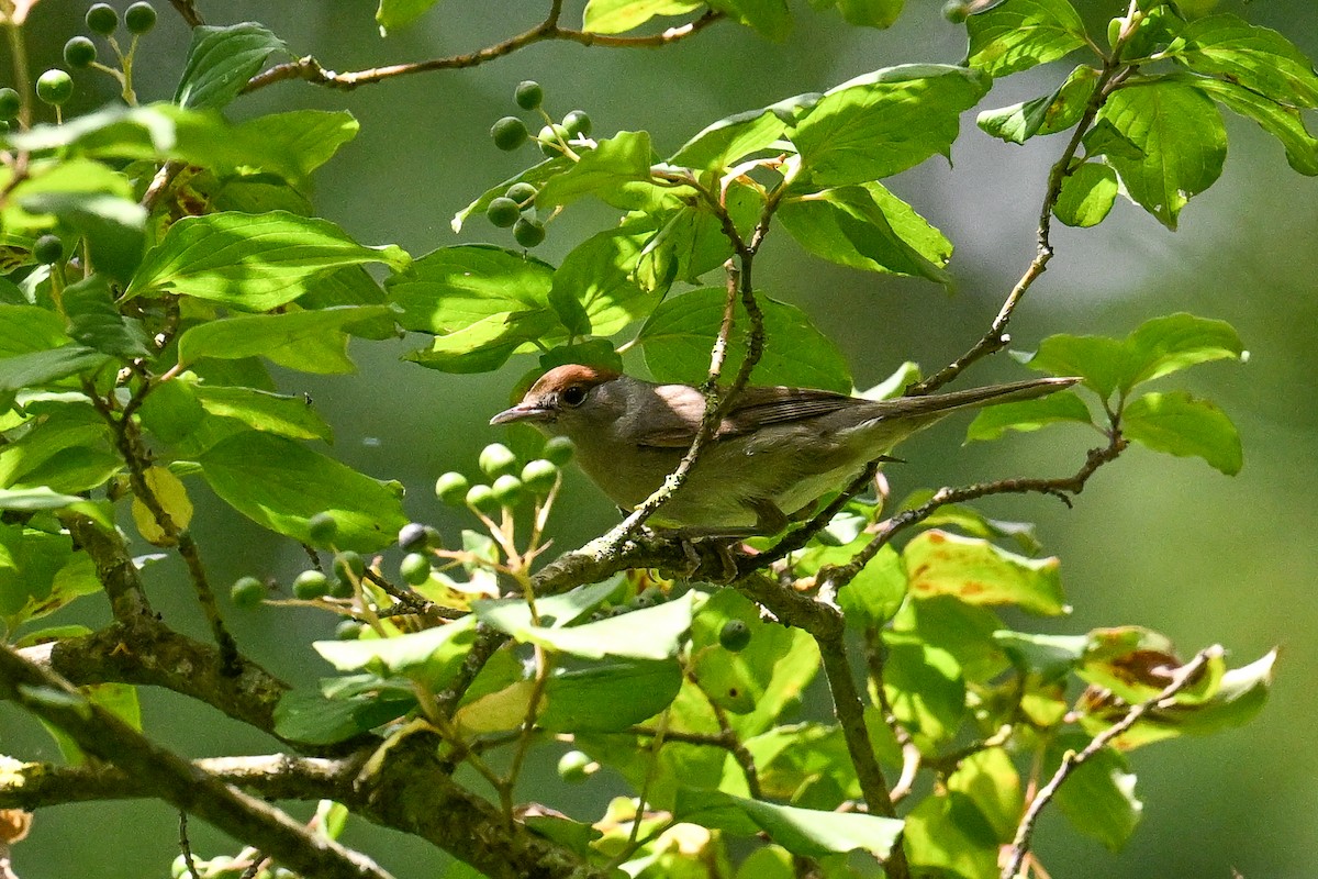 Kara Başlı Ötleğen - ML646521333