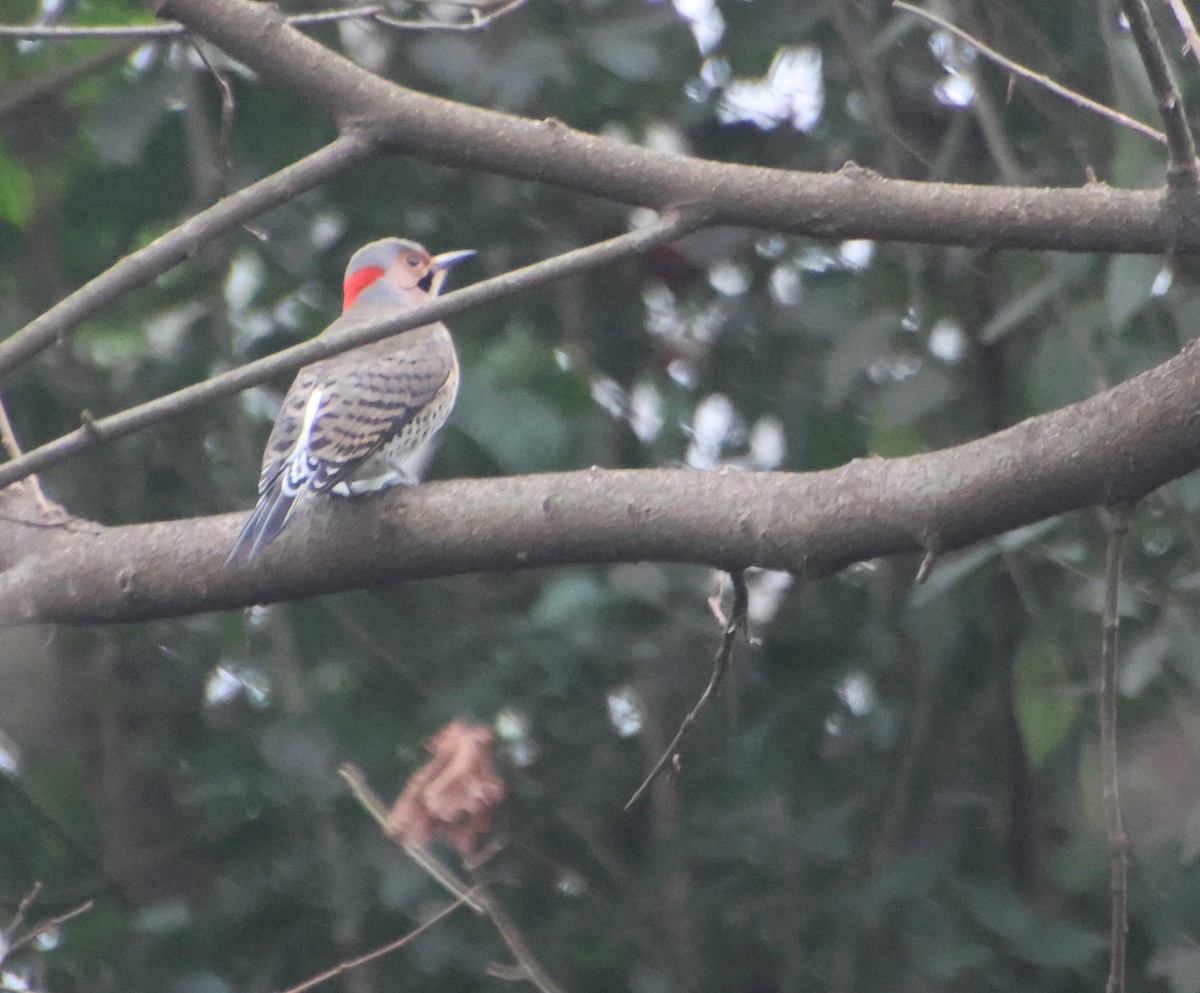 Northern Flicker - ML646521335