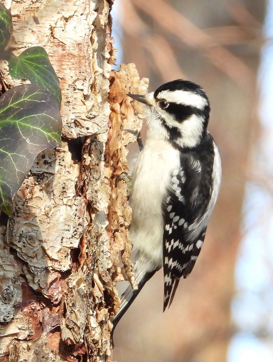 Dunenspecht - ML646521336