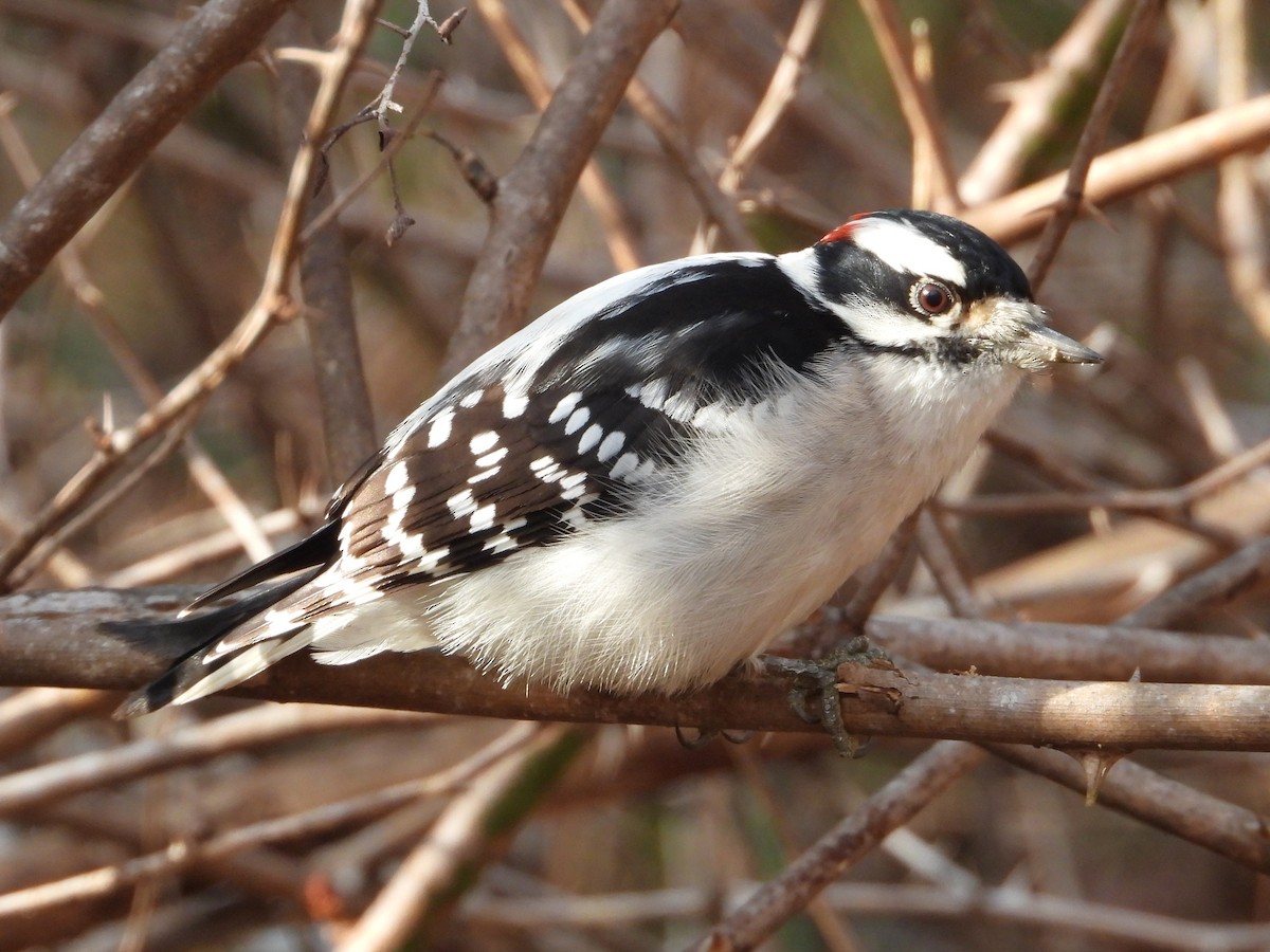 Dunenspecht - ML646521337