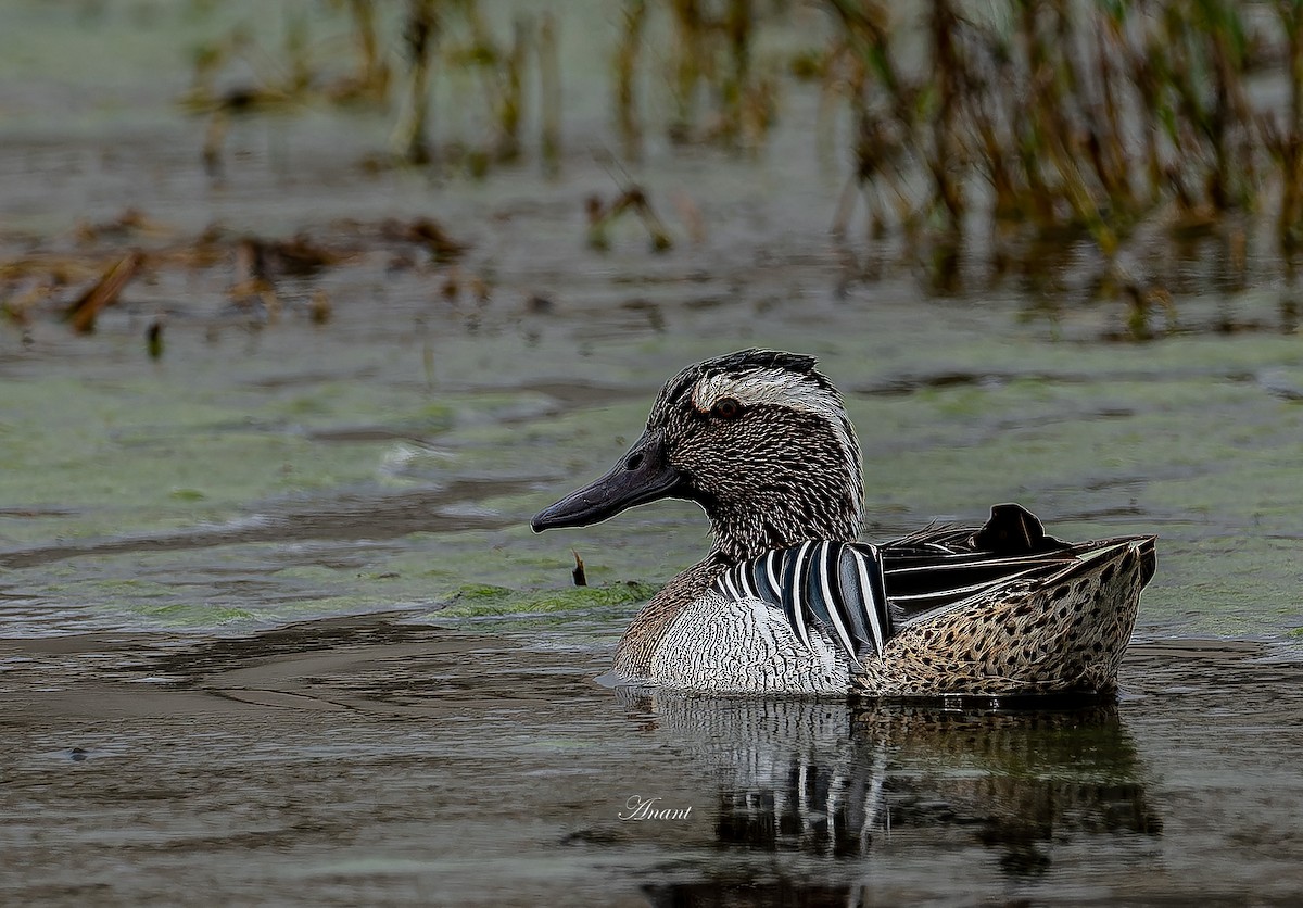 シマアジ - ML646521338
