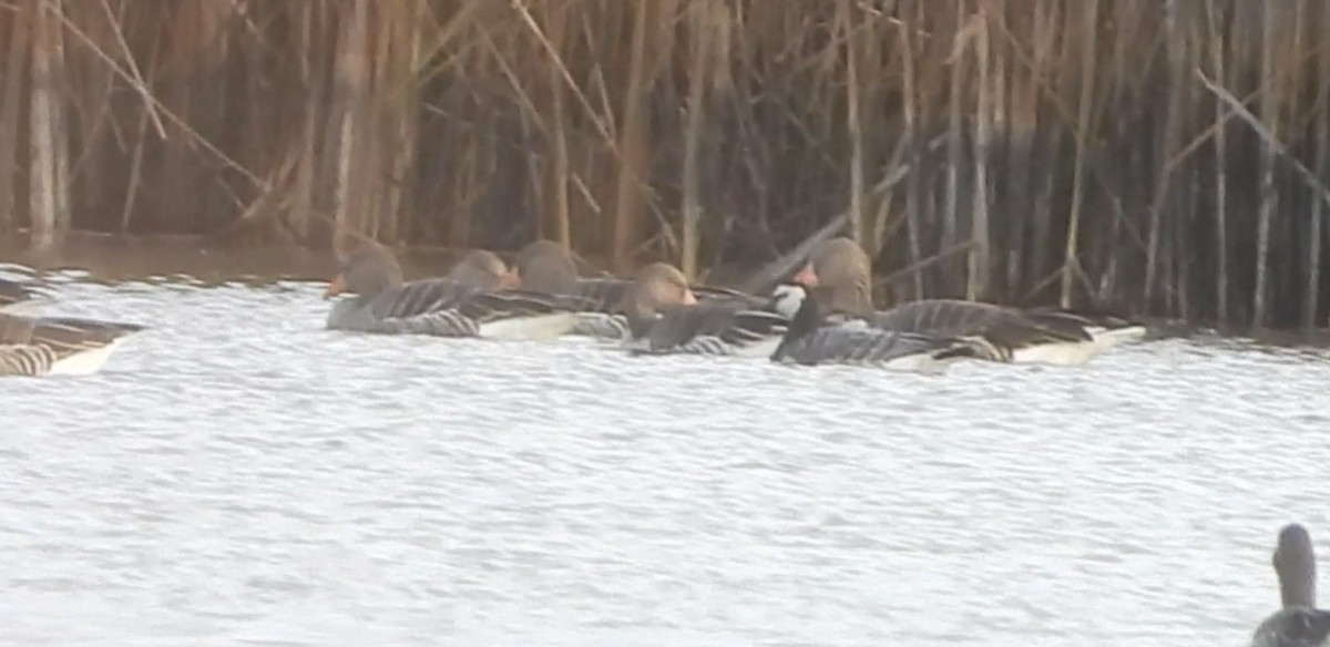 berneška bělolící - ML646521340