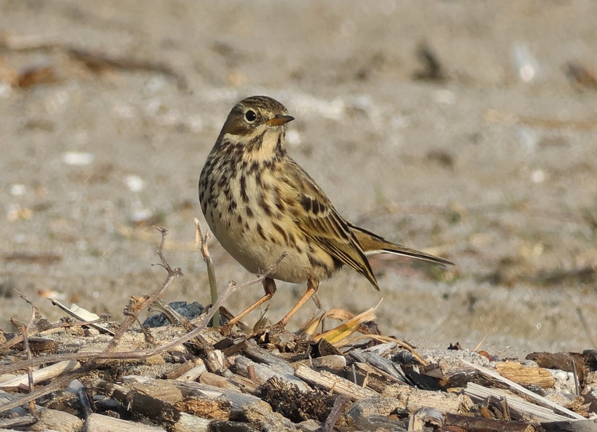 Нугын шийхнүүхэй - ML646521349