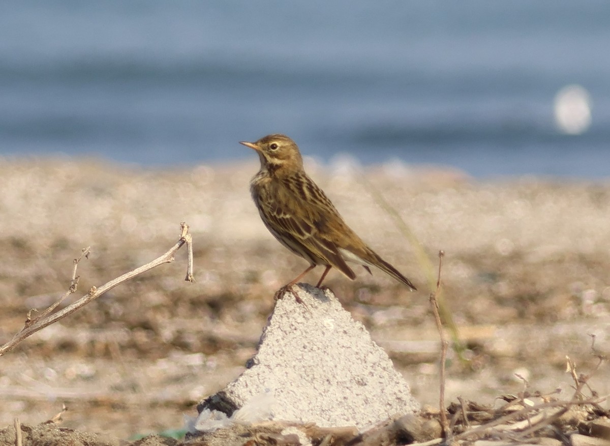 Нугын шийхнүүхэй - ML646521350