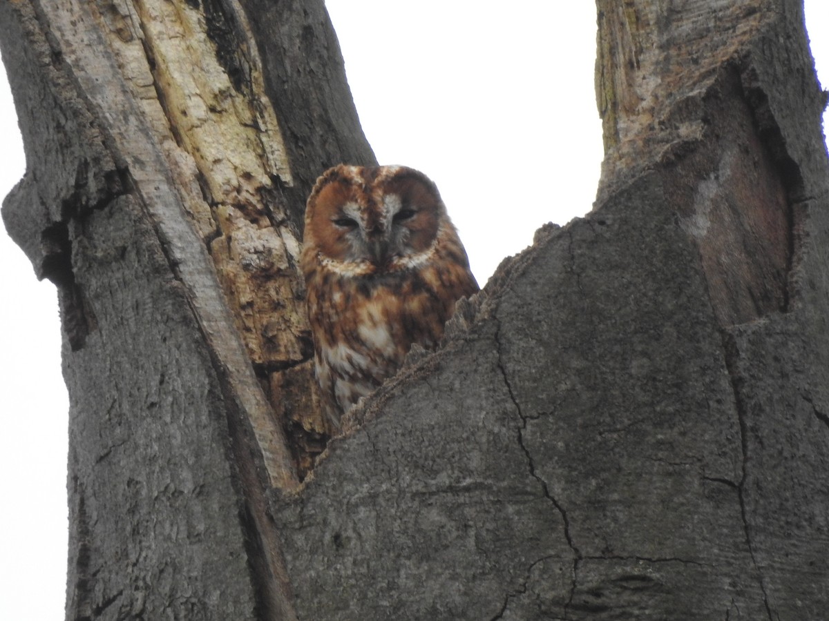 Chouette hulotte - ML646521352