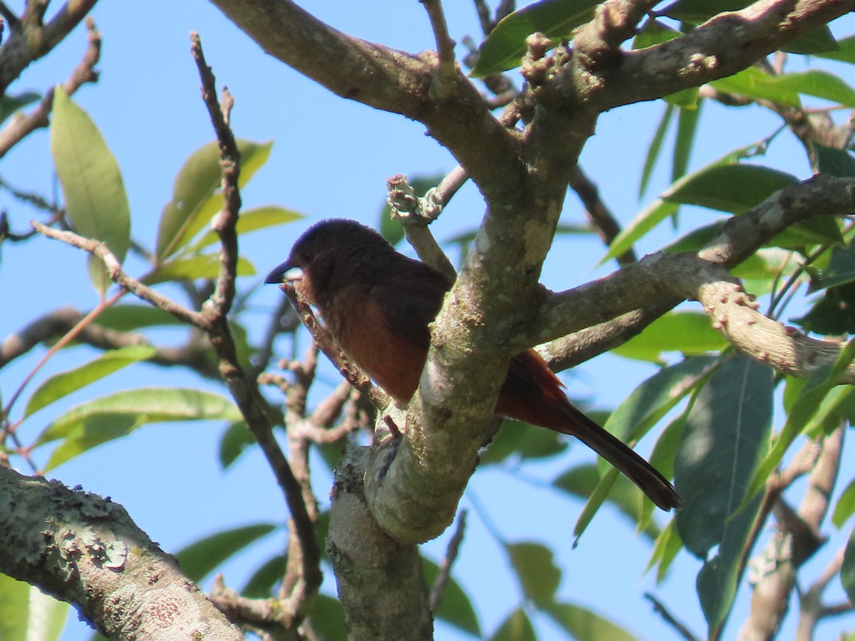 Silver-beaked Tanager - ML646521353