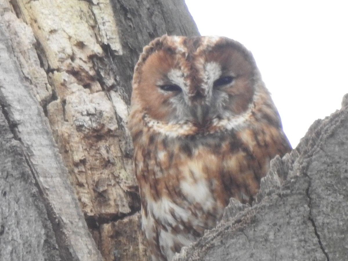 Chouette hulotte - ML646521354