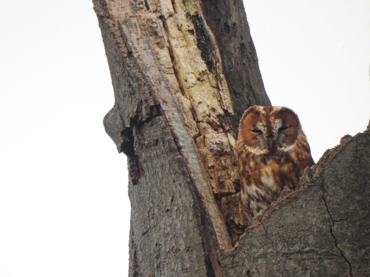 Chouette hulotte - ML646521355