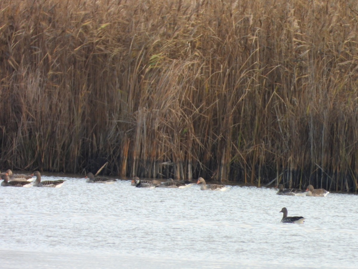 berneška bělolící - ML646521358