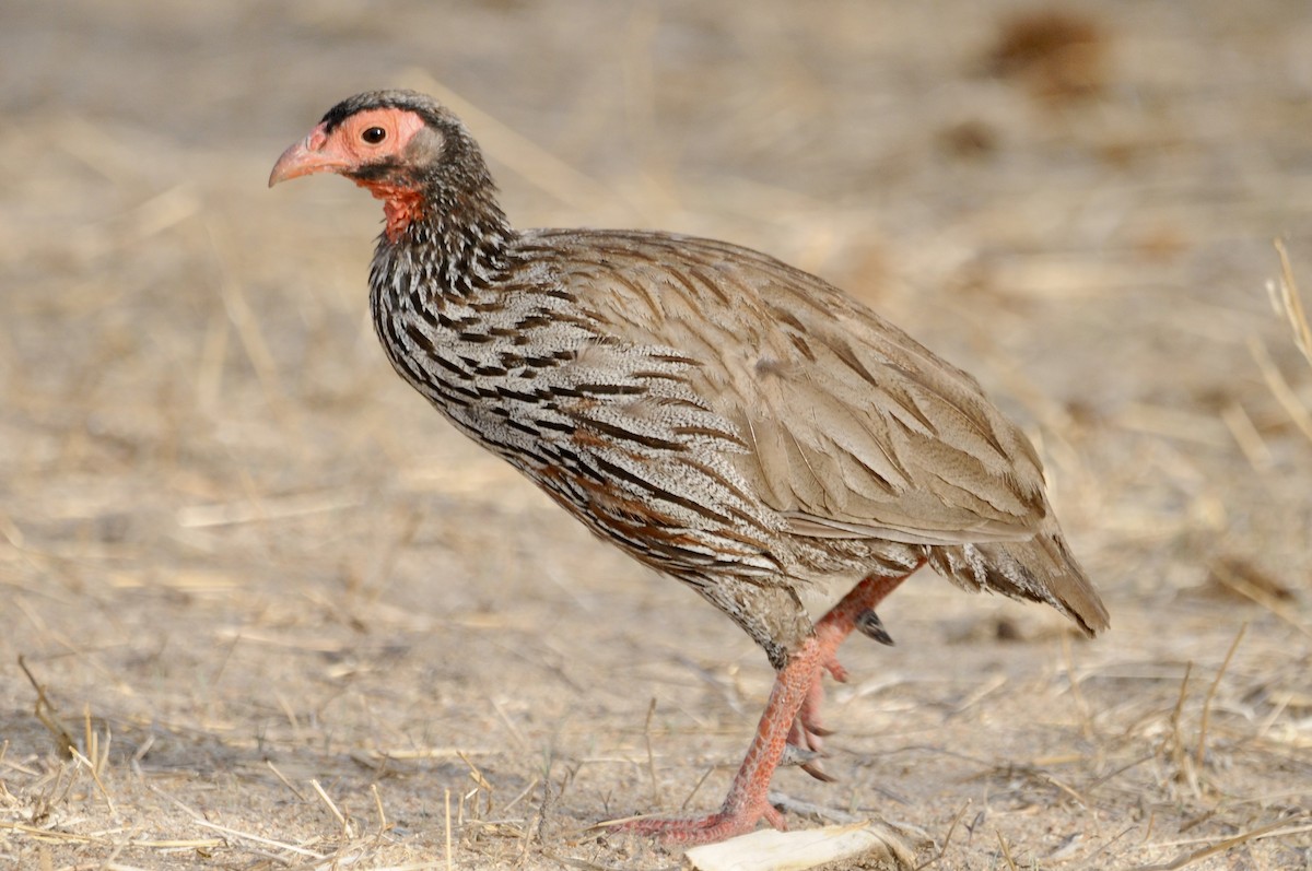 Турач рудогорлий - ML646521359