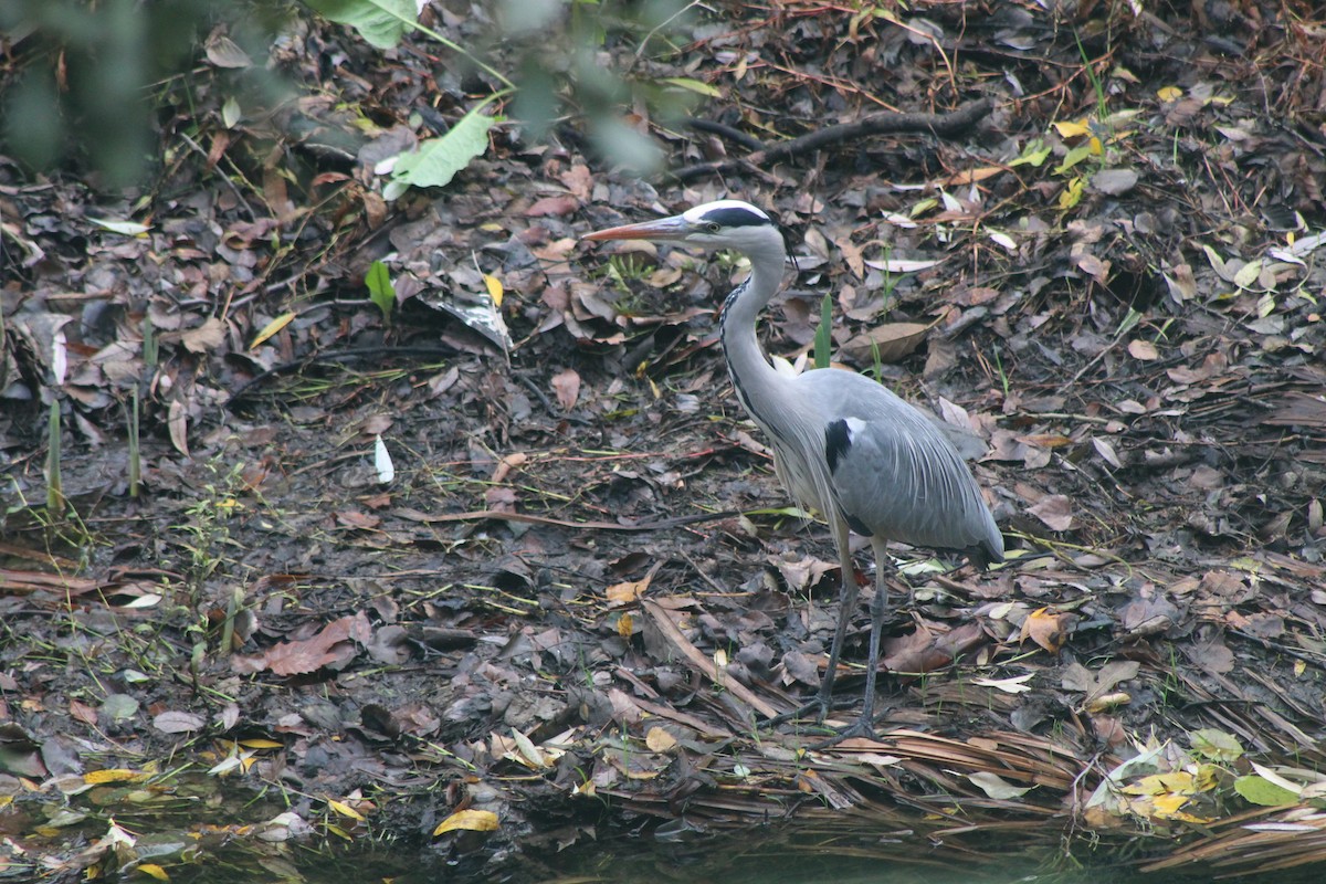 Gray Heron - ML646521360