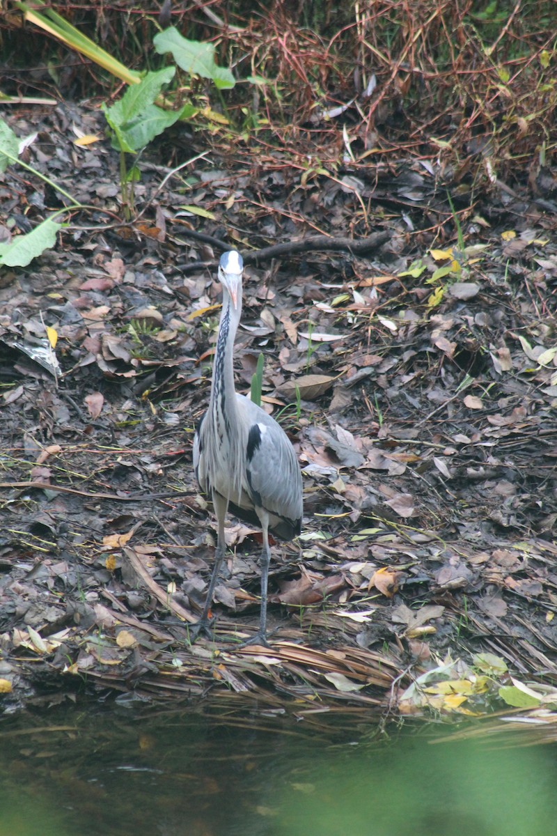 Gray Heron - ML646521361