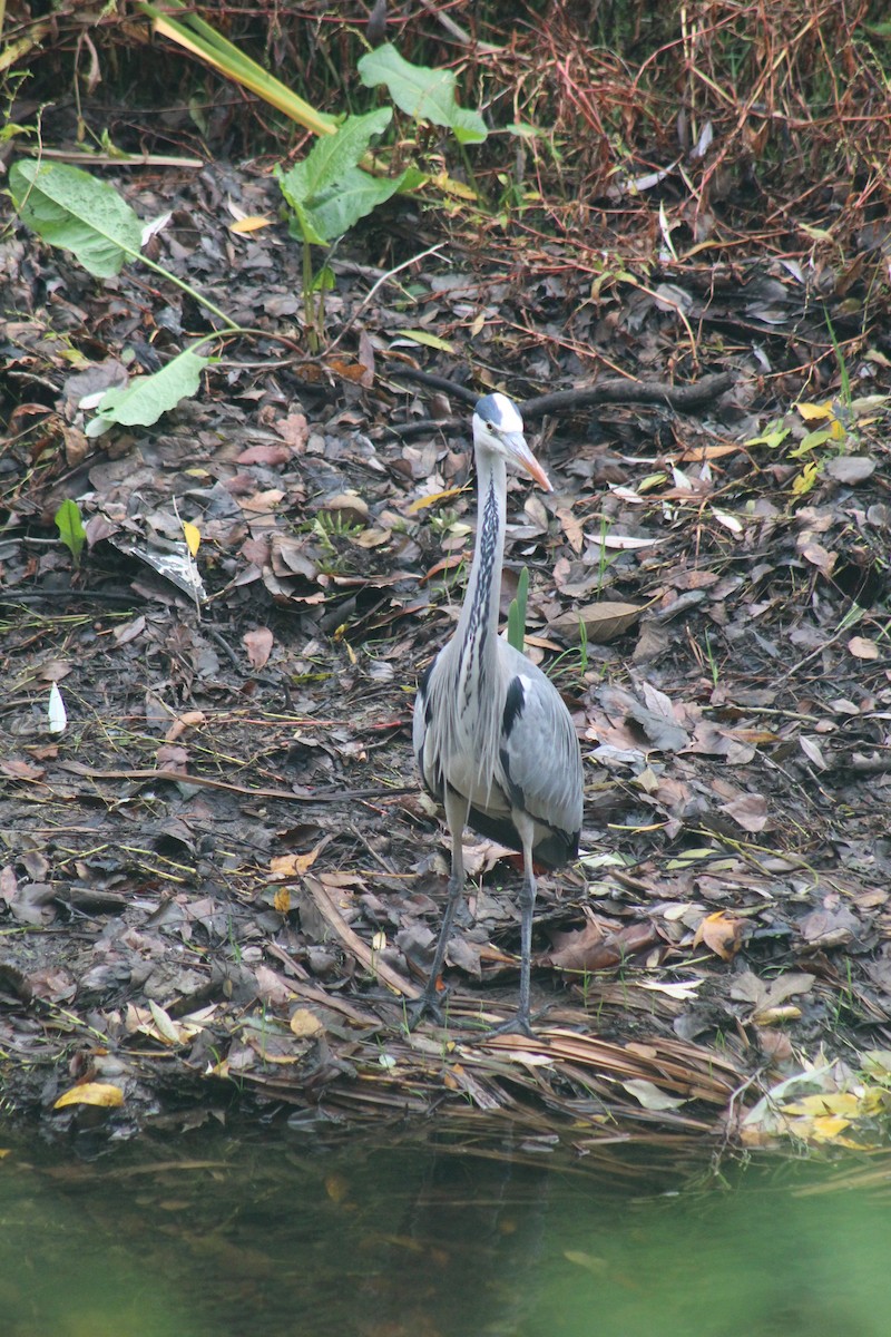 Gray Heron - ML646521362