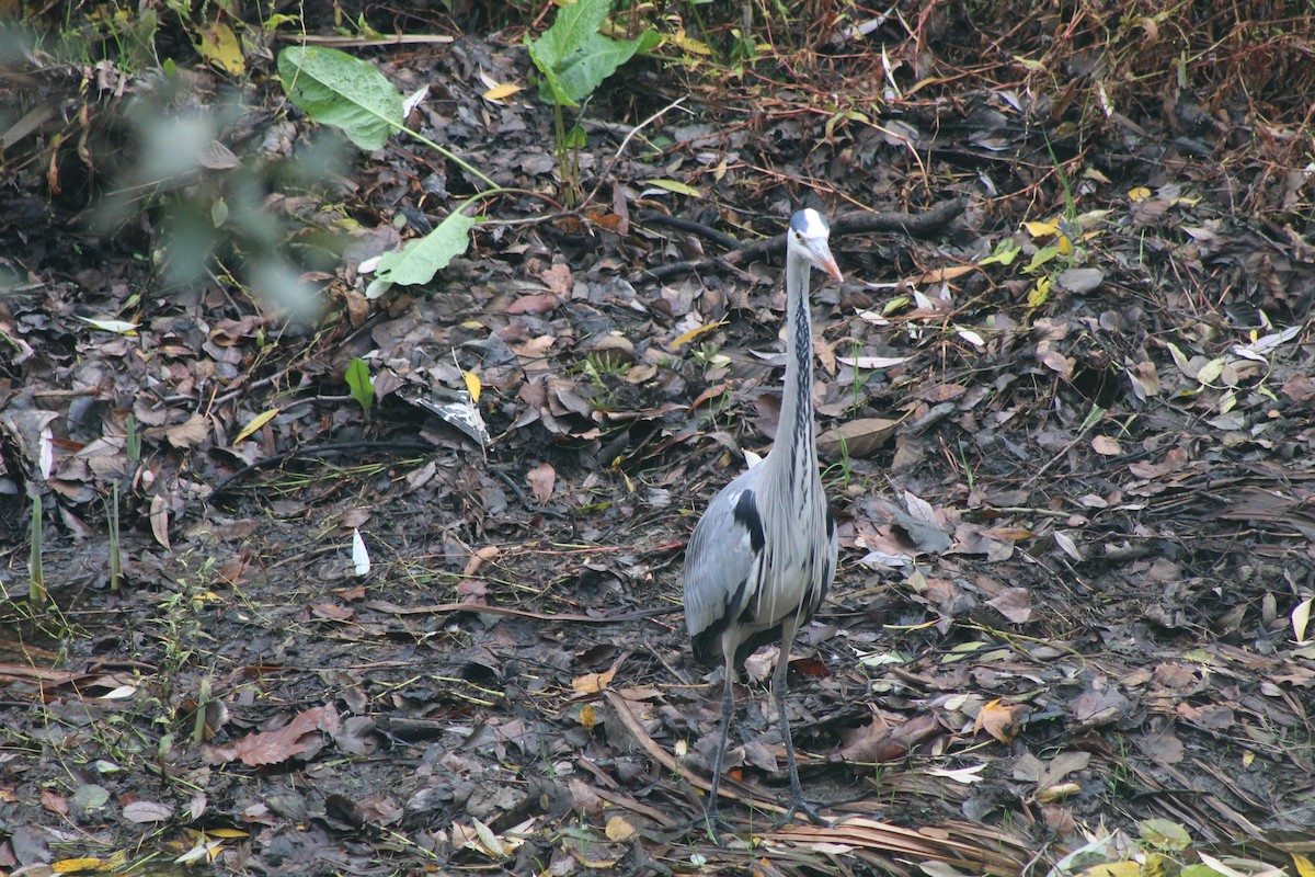 Gray Heron - ML646521363