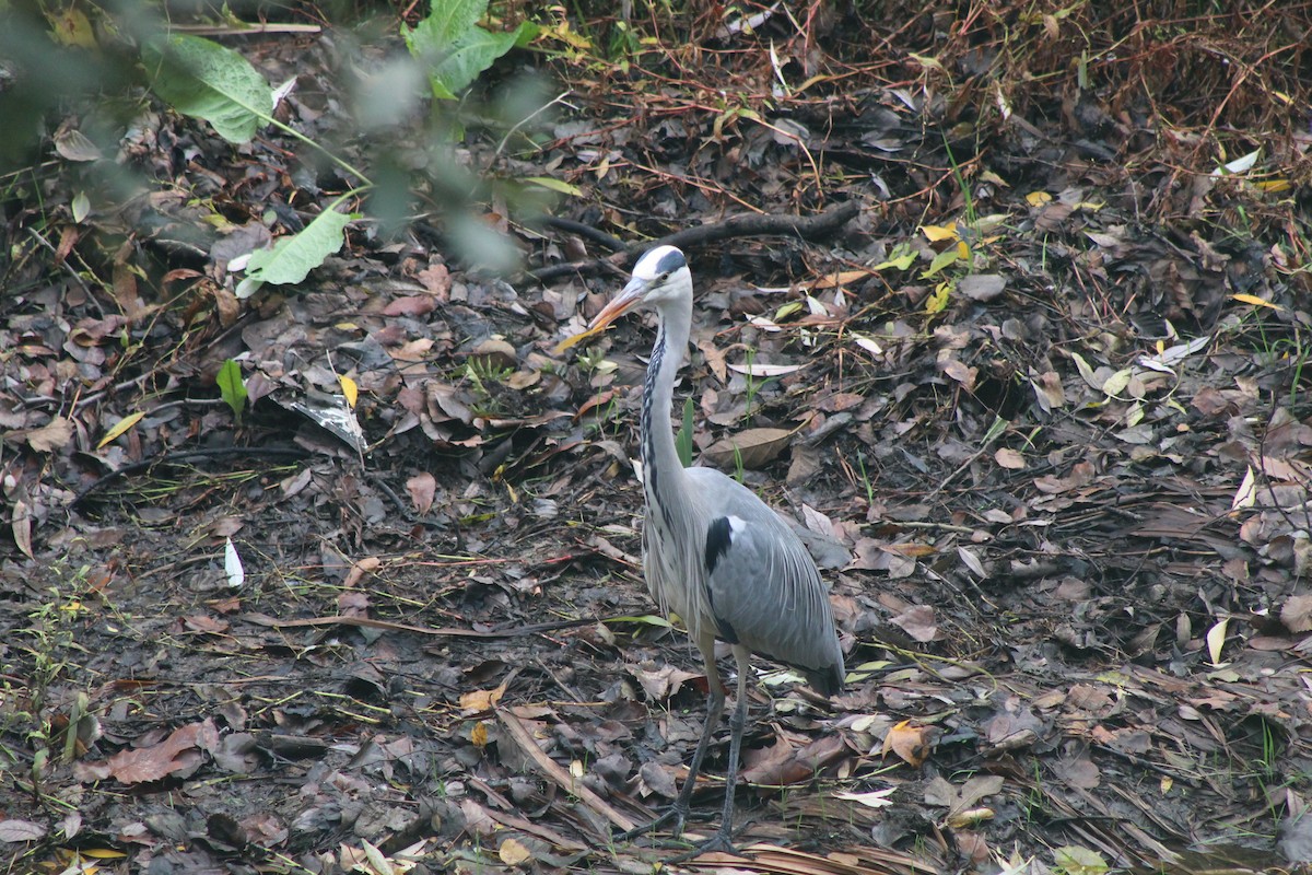 Gray Heron - ML646521364