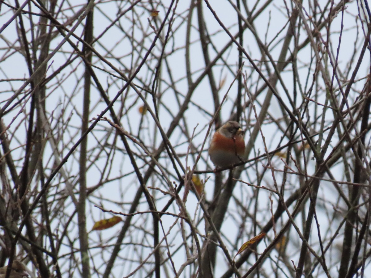 Brambling - ML646521365