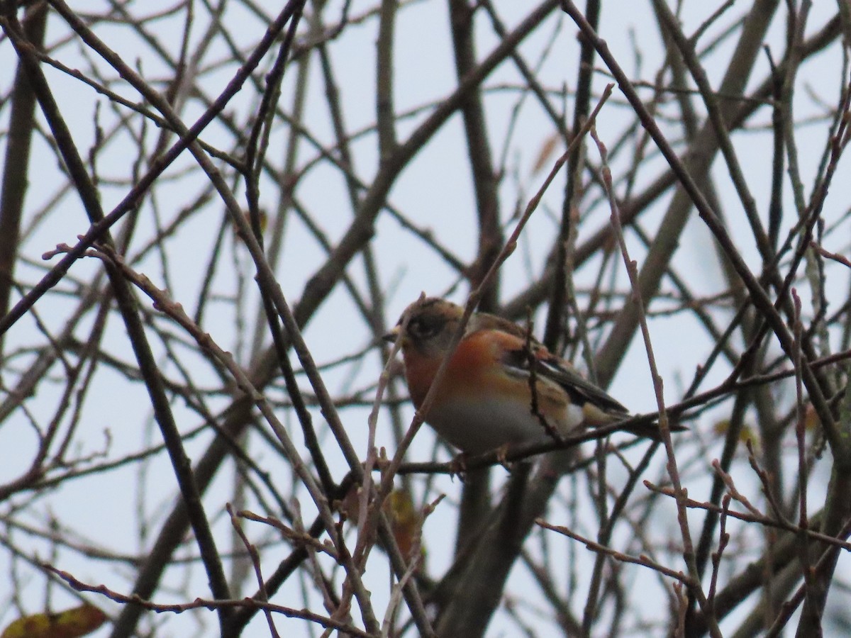 Brambling - ML646521366