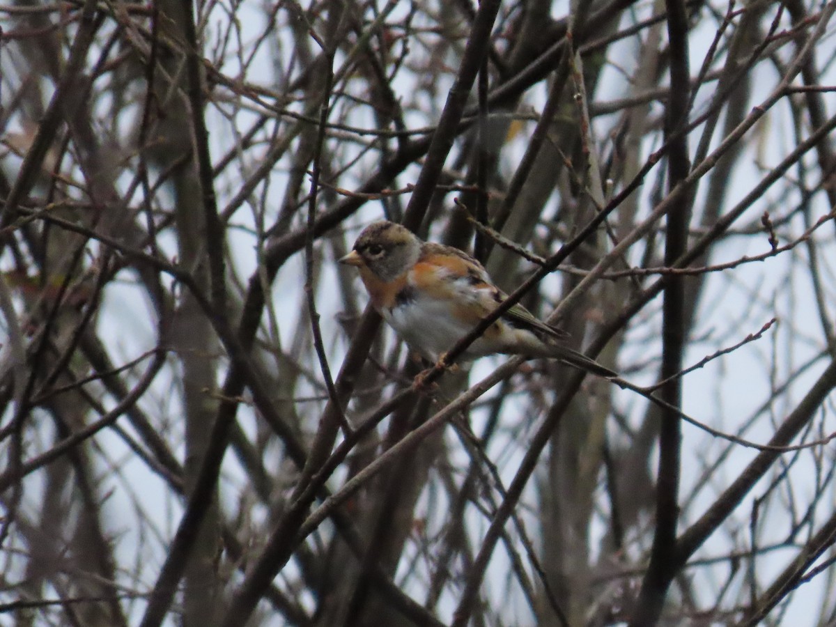 Brambling - ML646521367