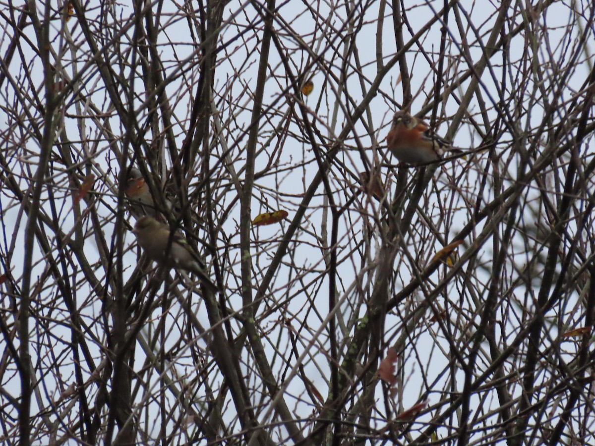 Brambling - ML646521368