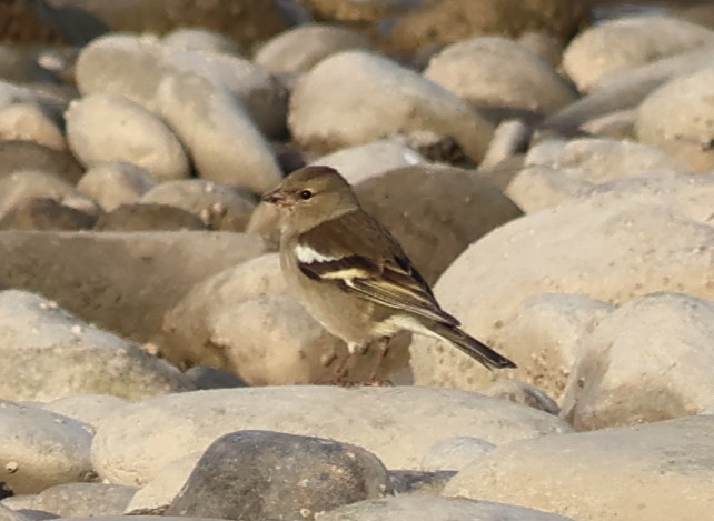 Дуулгат бужирга - ML646521373