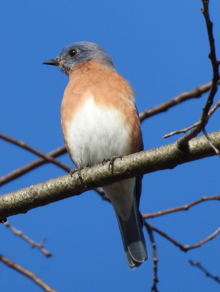 Eastern Bluebird - ML646521375