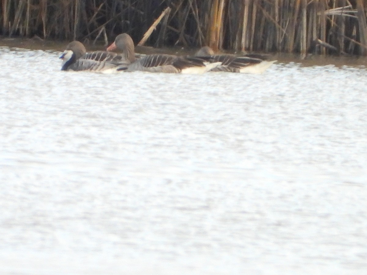 berneška bělolící - ML646521376