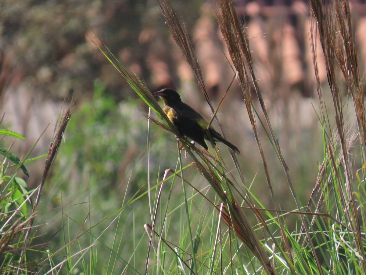 Мочарець жовтогузий - ML646521382