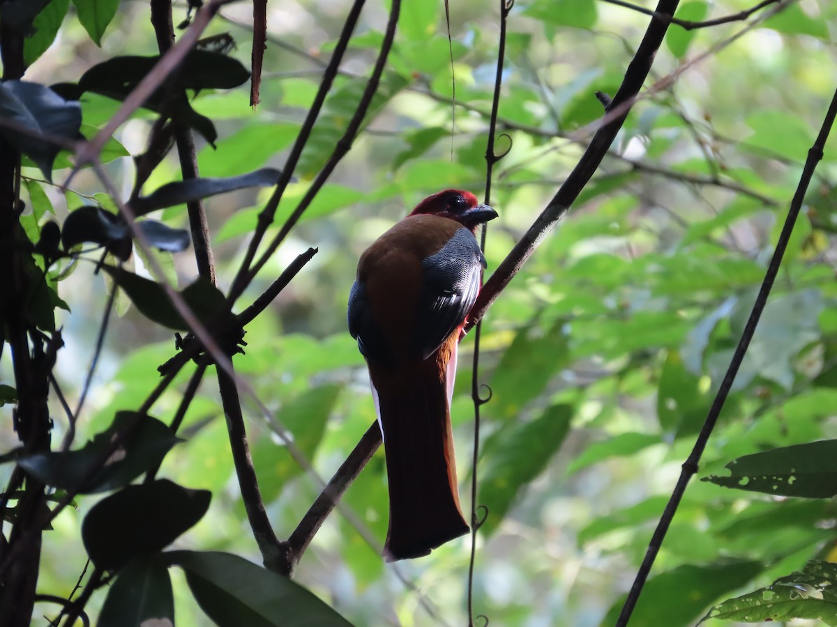 Red-headed Trogon - ML646521383