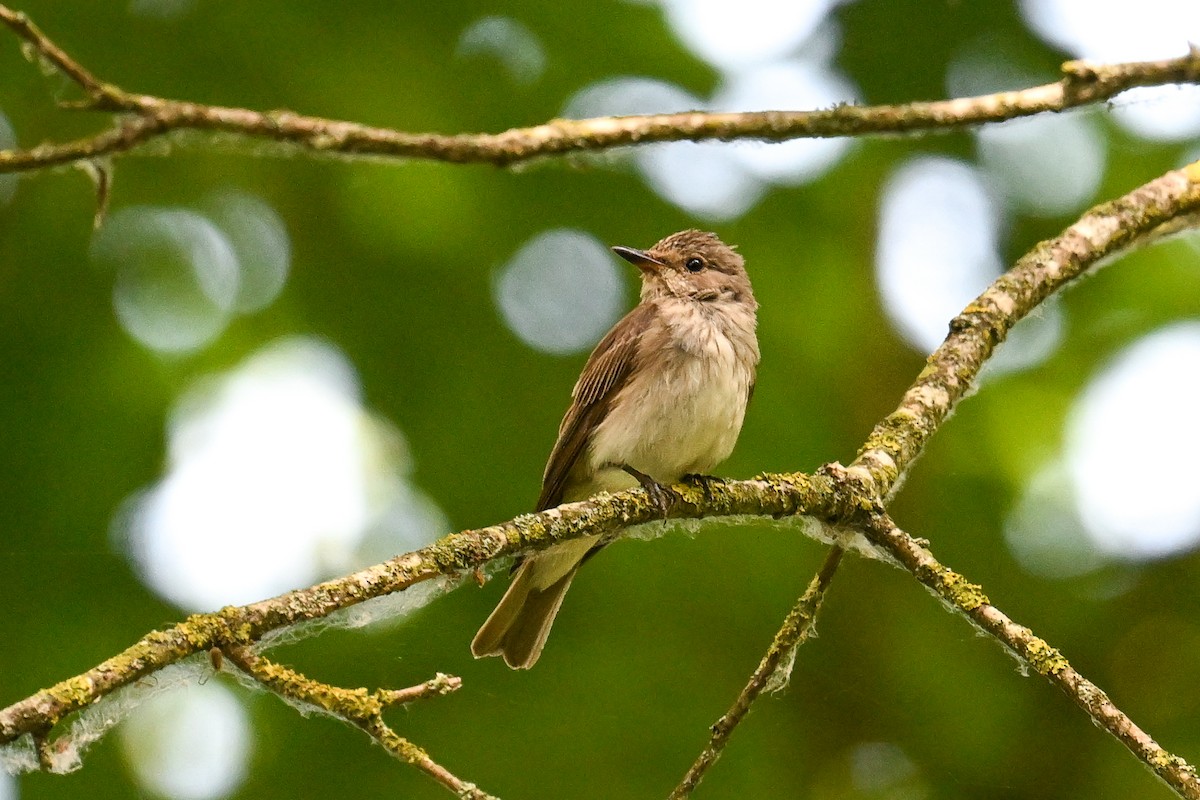 Benekli Sinekkapan - ML646521390