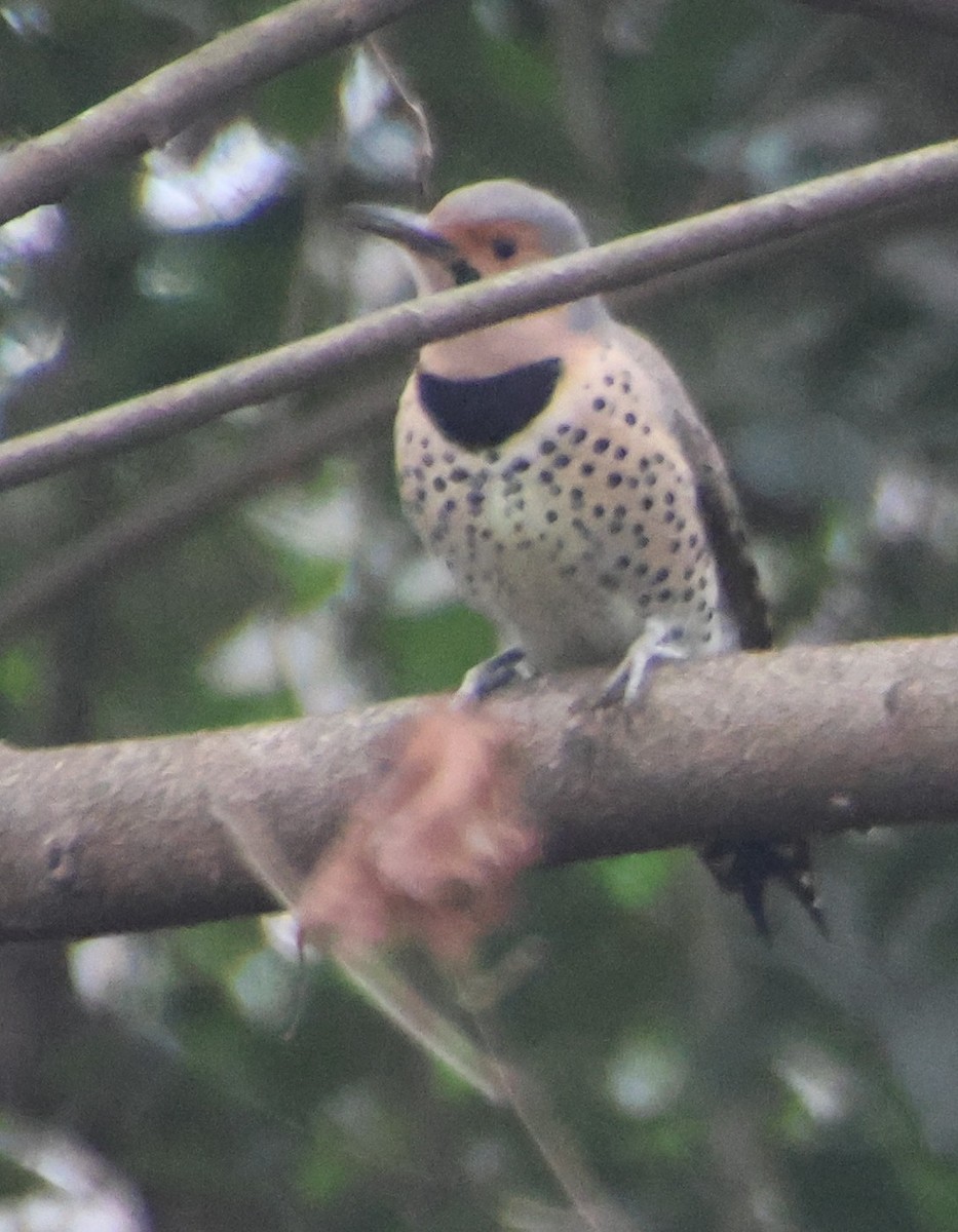Northern Flicker - ML646521391