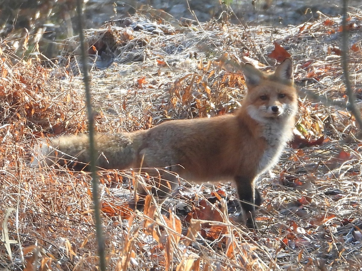 Red Fox - ML646521392