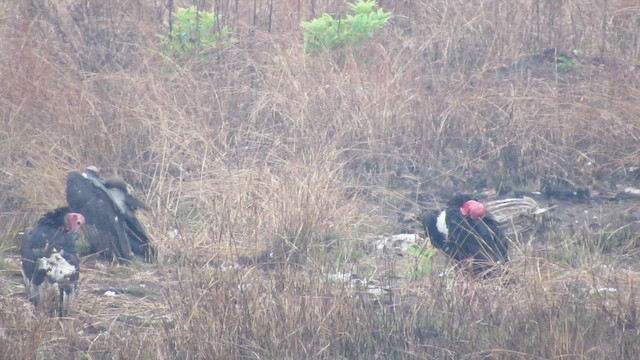 Гриф червоноголовий - ML646521393