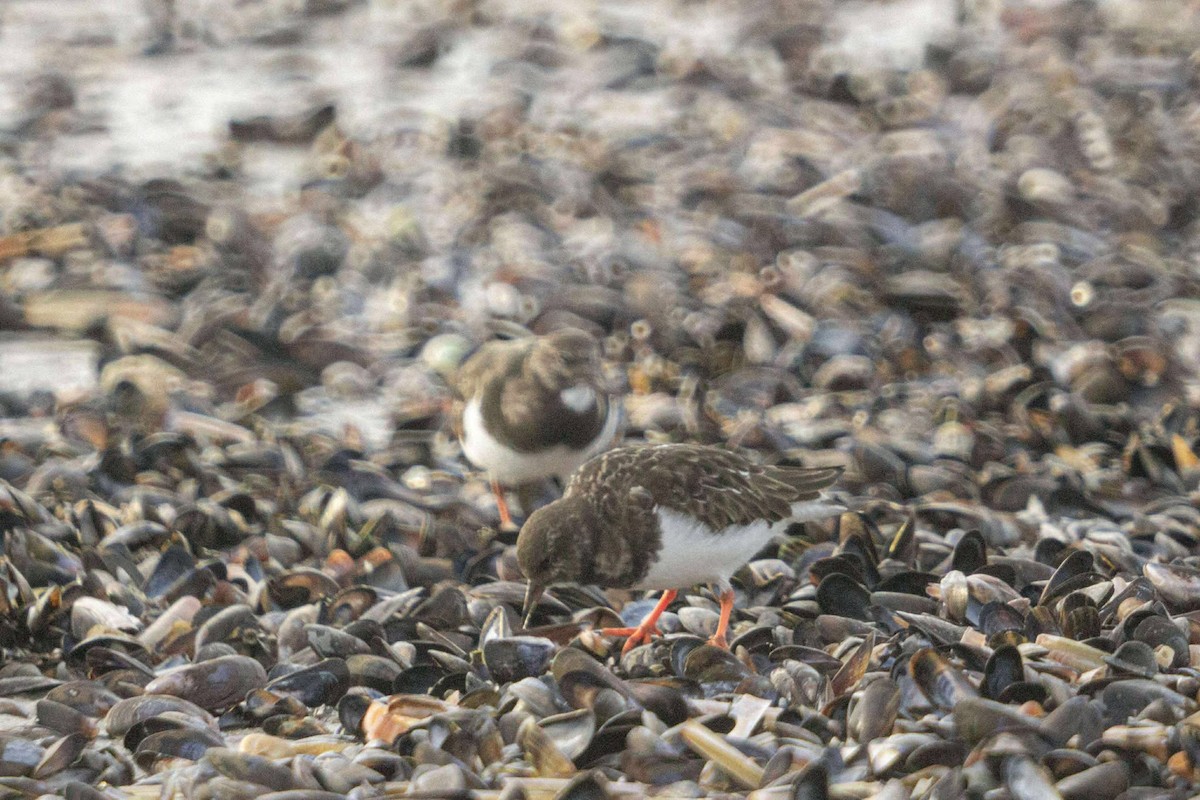 Ruddy Turnstone - ML646521394