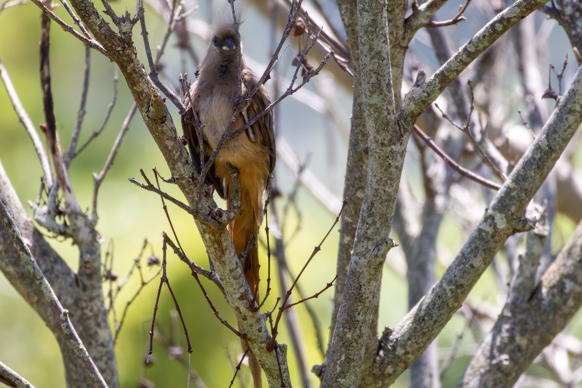 Speckled Mousebird - ML646521401