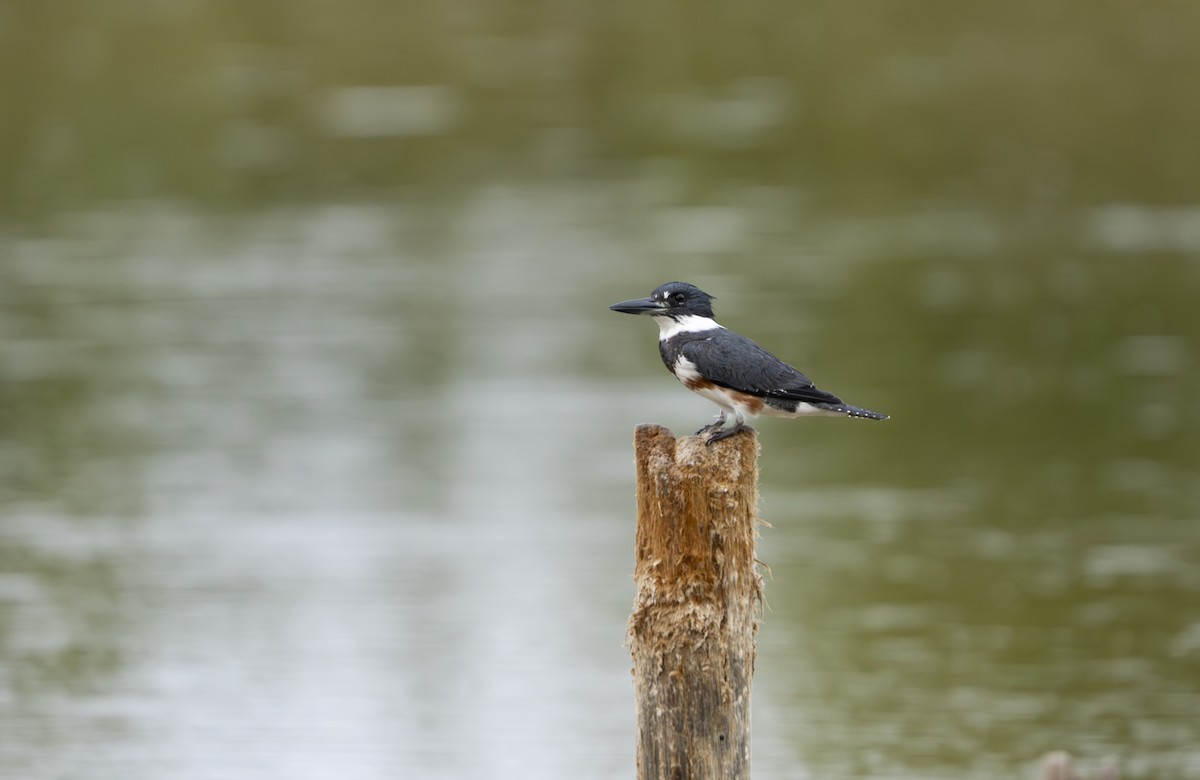 Belted Kingfisher - ML646521405