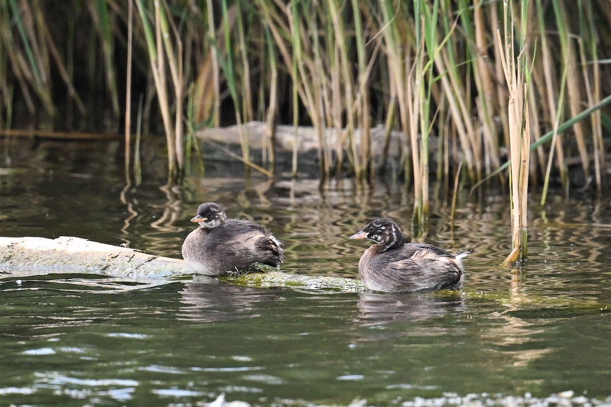 Küçük Batağan - ML646521406