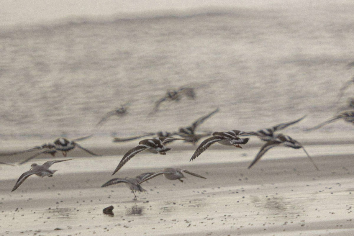 Ruddy Turnstone - ML646521408