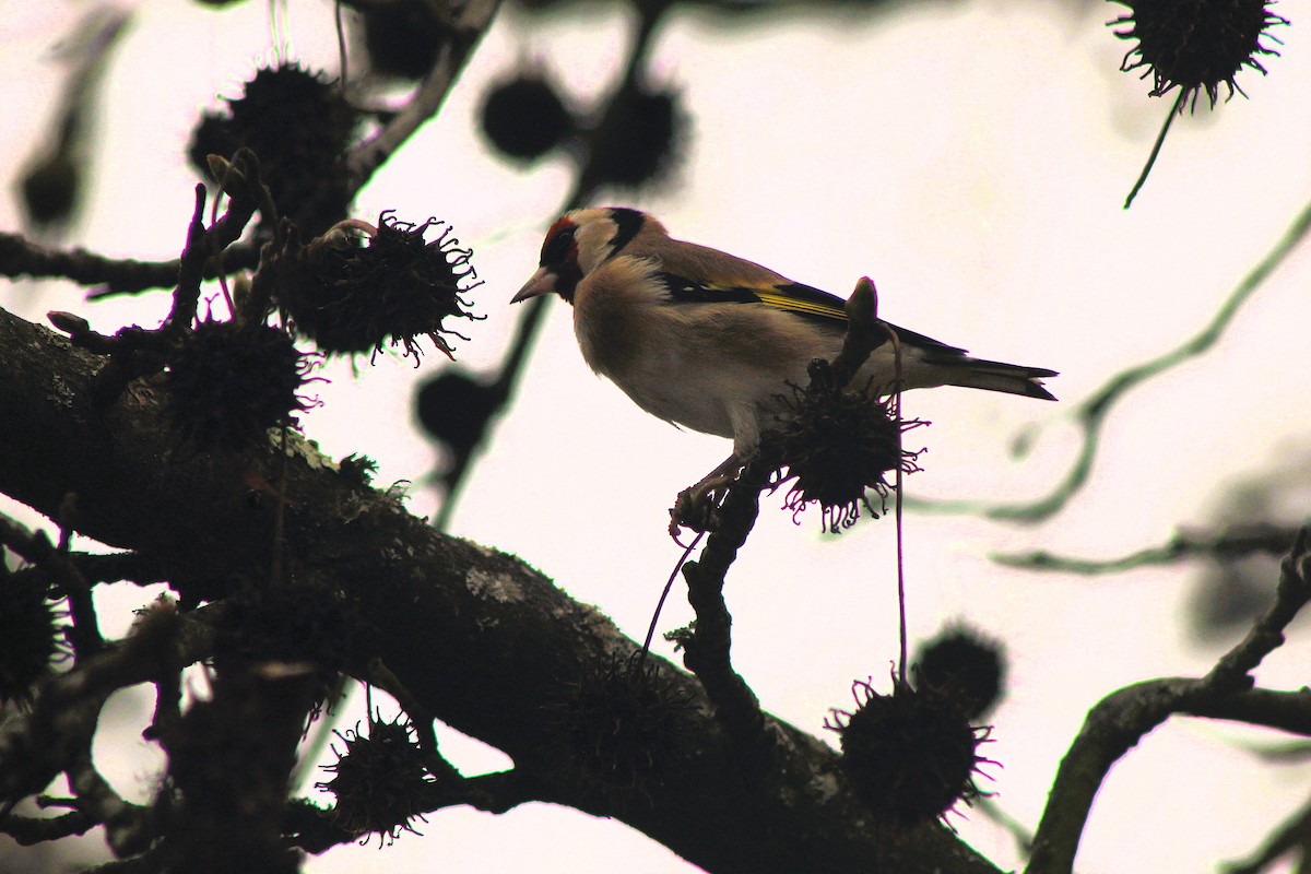 European Goldfinch - ML646521411