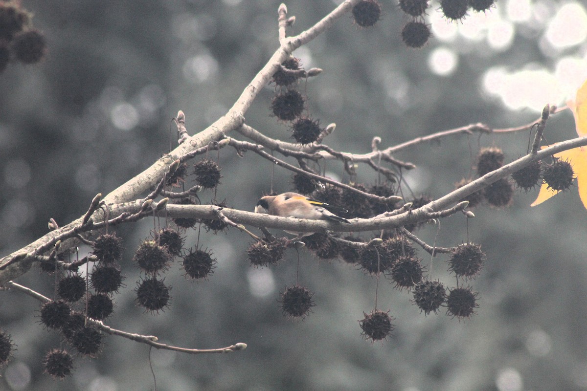 European Goldfinch - ML646521412