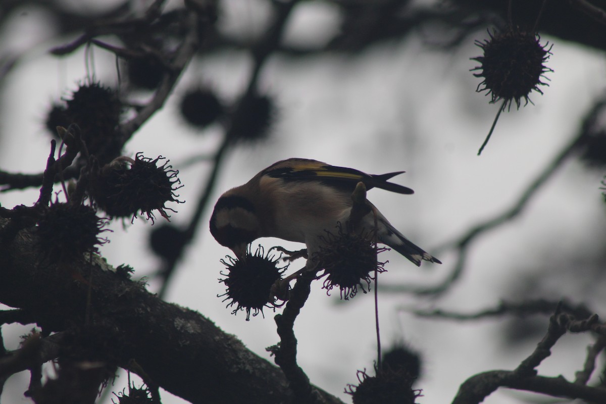 European Goldfinch - ML646521413