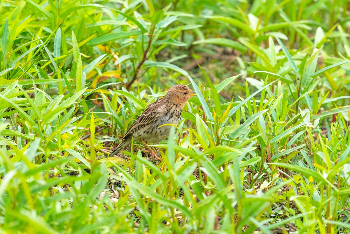 Red-throated Pipit - ML646521415