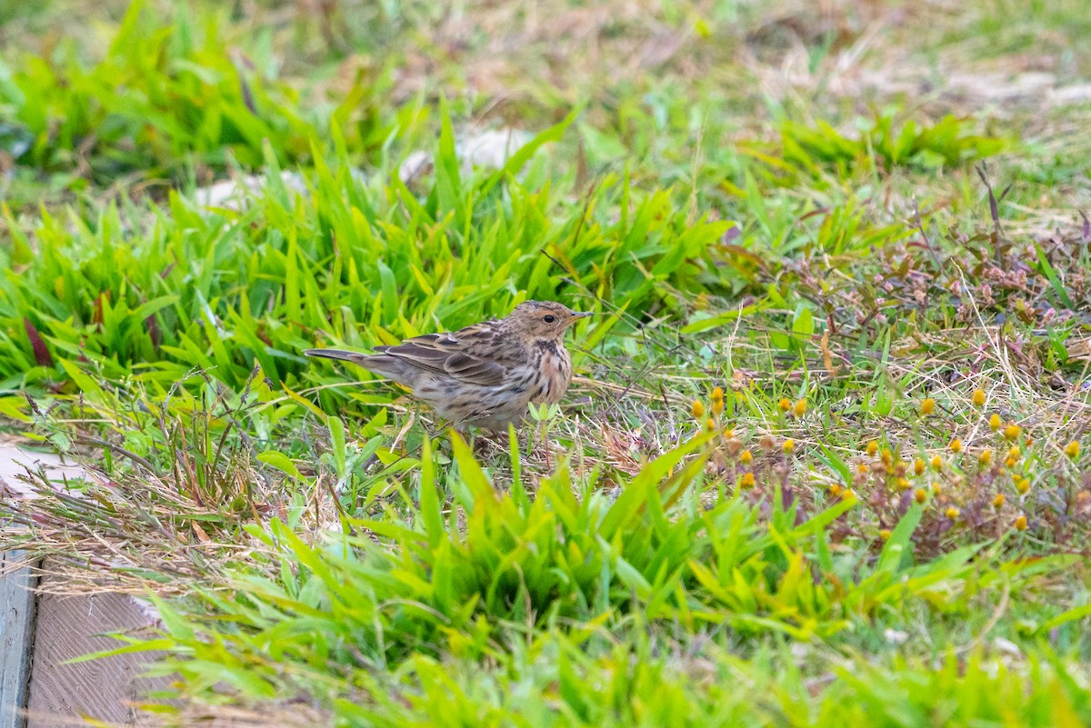 Red-throated Pipit - ML646521416