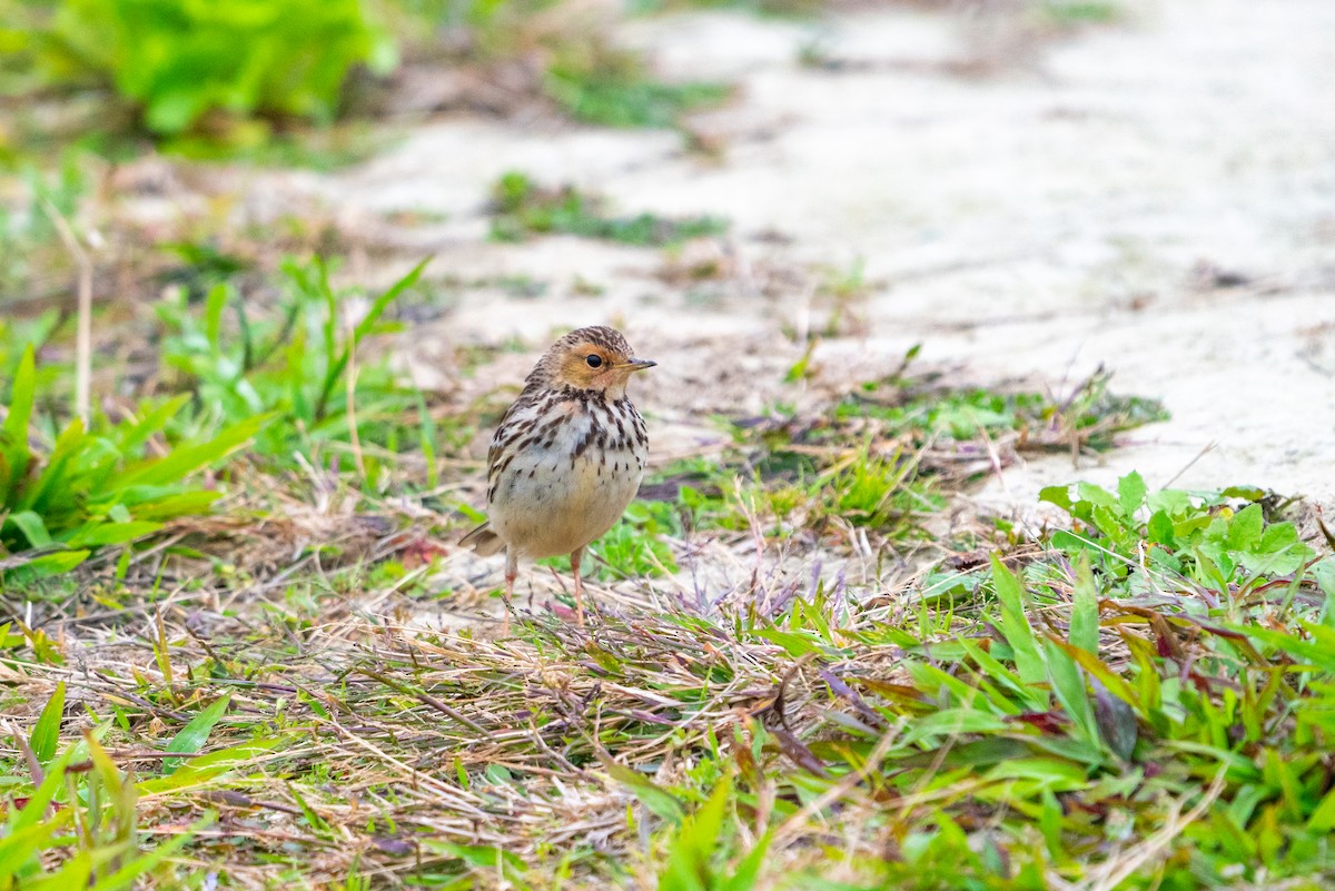 Red-throated Pipit - ML646521417