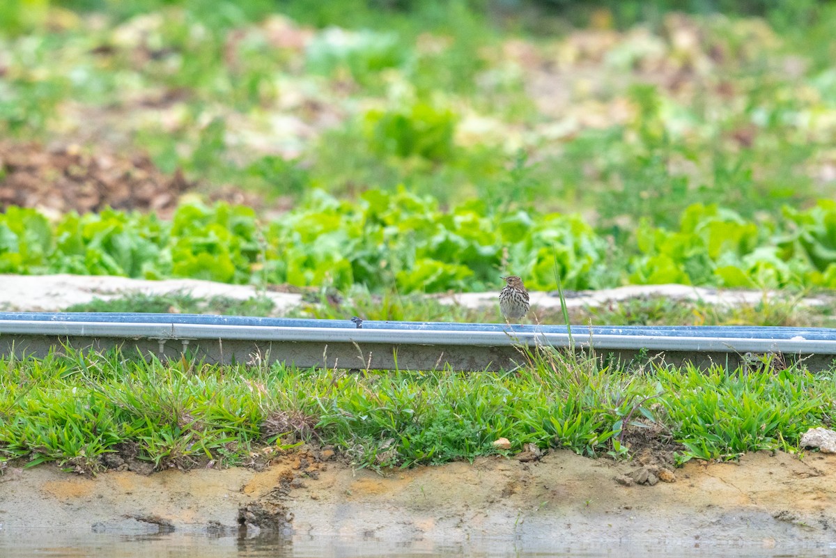 Red-throated Pipit - ML646521421