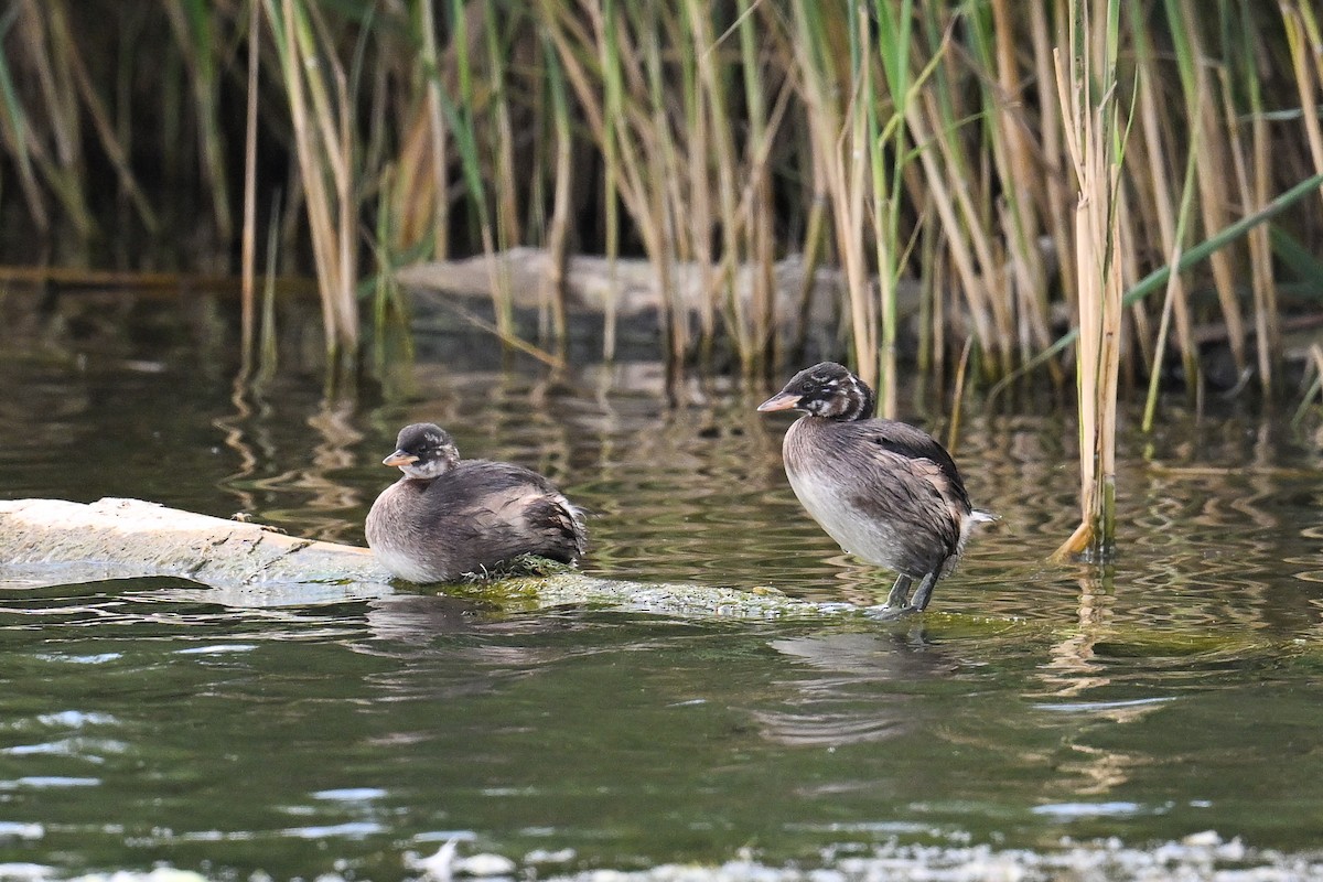 Küçük Batağan - ML646521425