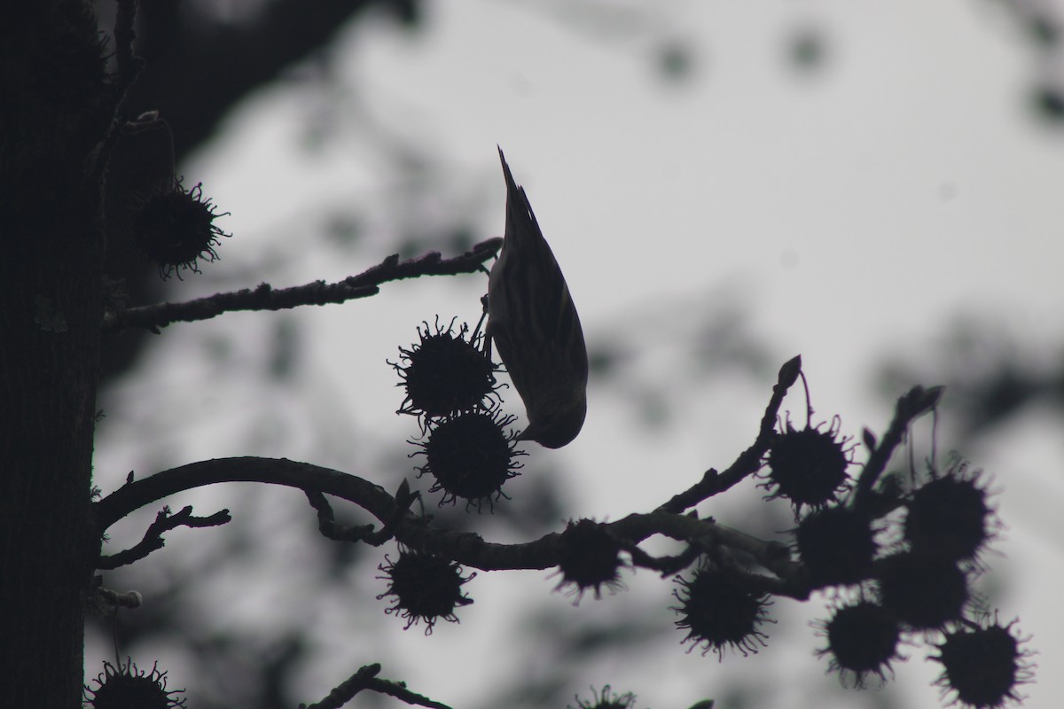 Eurasian Siskin - ML646521426