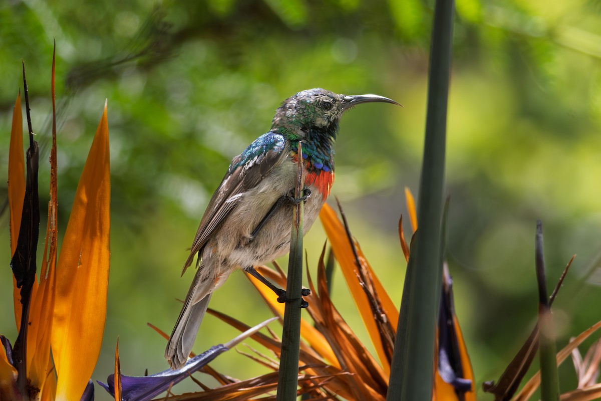 Southern Double-collared Sunbird - ML646521428